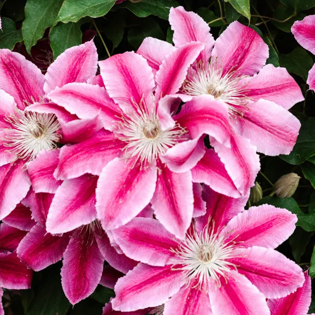 Clematis