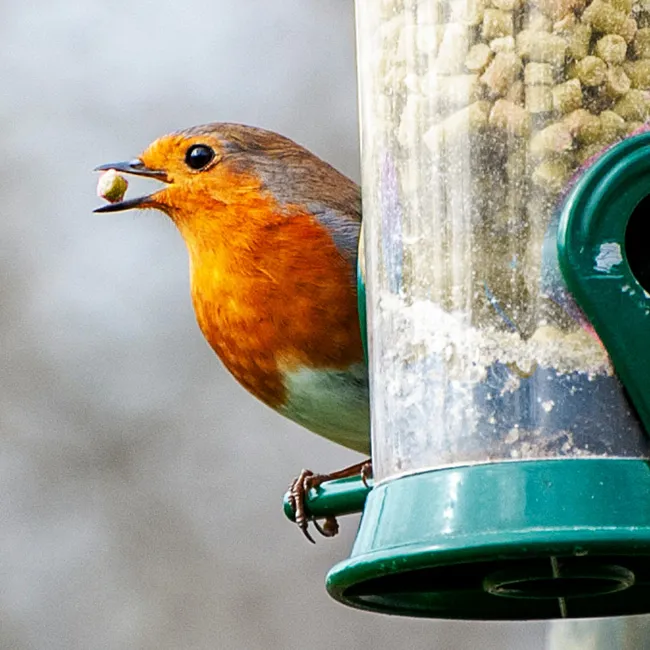 Feeding Garden Birds