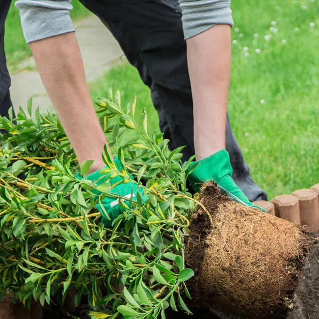 Tree Planting